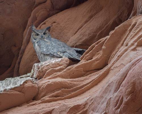 Great Horned Owl in Owl Canyon